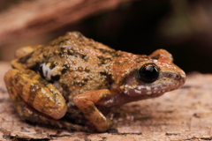 Eleutherodactylus nitidus