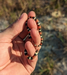 Lampropeltis elapsoides
