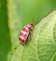 Asphaera quadrifasciata