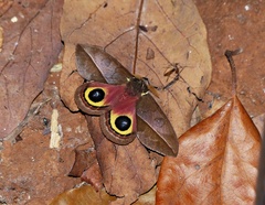 Automeris basalis