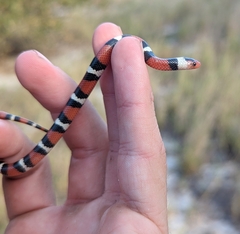 Lampropeltis elapsoides