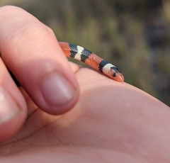 Lampropeltis elapsoides