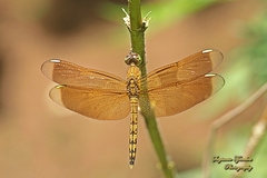 Neurothemis