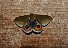 Automeris naranja