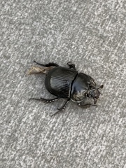 Typhaeus typhoeus