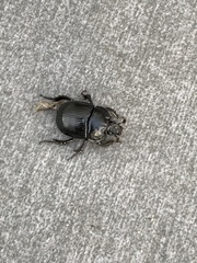 Typhaeus typhoeus