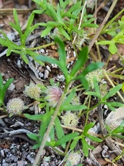 Actinotus gibbonsii