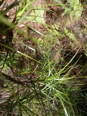 Dracophyllum sinclairii