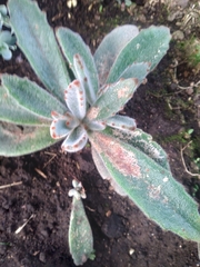 Kalanchoe tomentosa