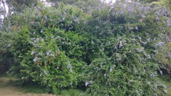 Duranta erecta
