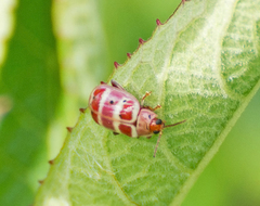 Asphaera quadrifasciata