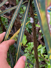 Septobasidium simmondsii