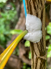 Septobasidium simmondsii