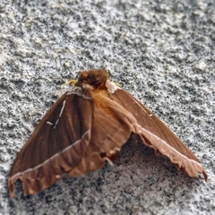 Hemileucinae