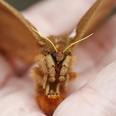 Hemileucinae