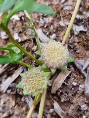 Actinotus gibbonsii