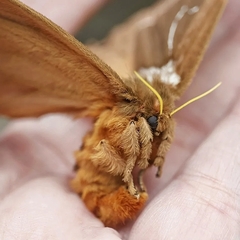 Hemileucinae