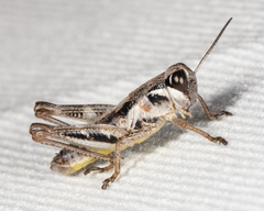 Melanoplus dawsoni