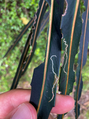 Eumetriochroa panacitorsens