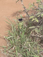 Junonia oenone oenone