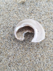 Trochoidea