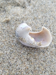 Trochoidea