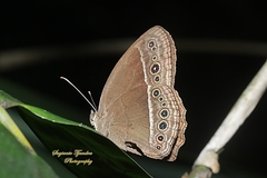 Mycalesis horsfieldi