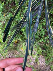 Eumetriochroa panacitorsens