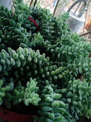 Sedum burrito