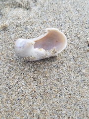 Trochoidea
