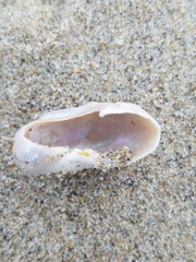 Trochoidea