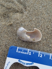 Trochoidea