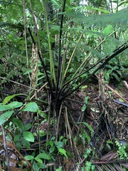 Cyathea horrida
