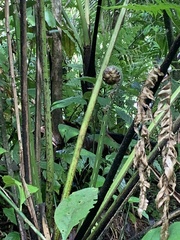 Cyathea horrida