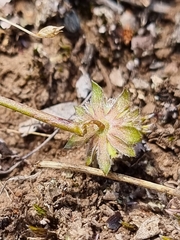 Actinotus gibbonsii