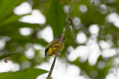 Culicicapa ceylonensis