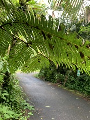 Cyathea horrida
