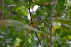 Culicicapa ceylonensis