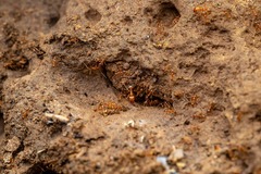 Pheidole fallax