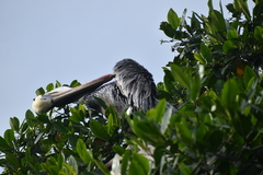 Pelecanus occidentalis