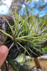 Tillandsia caput-medusae