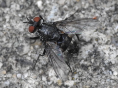 Miltogramminae