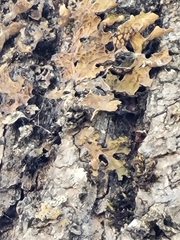 Lobarina scrobiculata