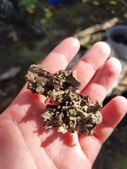 Lobarina scrobiculata