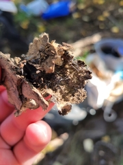 Lobarina scrobiculata