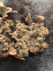 Lobarina scrobiculata