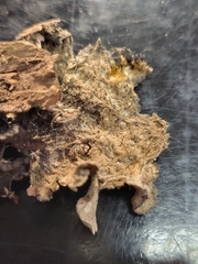 Lobarina scrobiculata