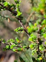 Pseudanthus orbicularis