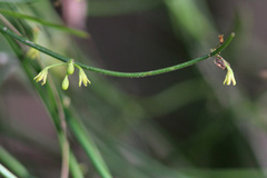 Orthosia scoparia