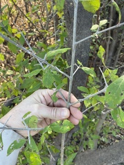 Forestiera acuminata